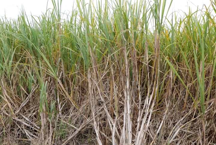 Sugarcane expansion moving northward and westward but also increasing in traditional areas